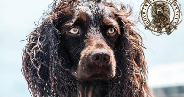 Boykin Spaniel Rescue, Inc.